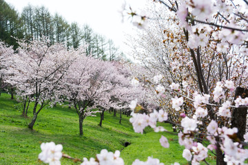 サクラが満開の春の公園