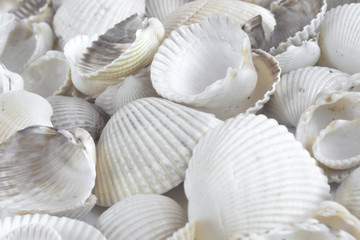 Fototapeta na wymiar Sea shells on white