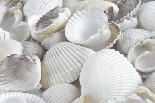 Sea shells on white
