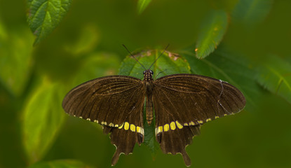 Common Mormon Butterfly with its wings open with a nice contrasting green background.