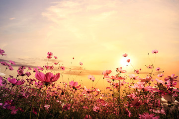 Landschaftsnaturhintergrund des schönen rosa und roten Kosmosblumenfeldes mit Sonnenuntergang. Vintage-Farbton