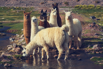 Naklejka premium Llama