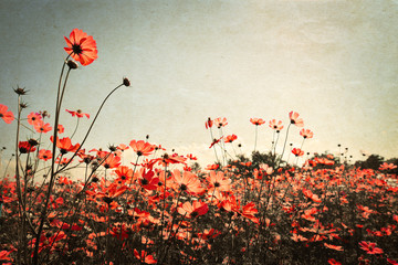 Plakaty  Vintage krajobraz natura tło piękny kosmos kwiat pole na niebie z promieni słonecznych. efekt filtra odcieni koloru retro retro