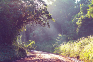 Fototapeta premium Road in jungle