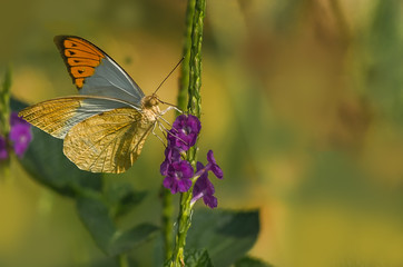 Golden tip butterfly with gold color background