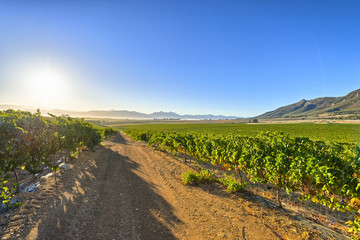 Fototapeta na wymiar Sunrise over grape wineyards South Africa