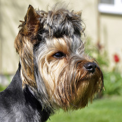 Yorkshire terrier's portrait