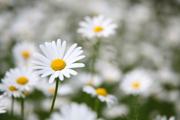Frühlingsblume - Margerite
