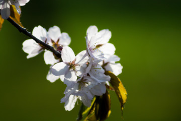 満開のサクラの花