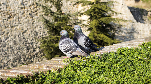 Pigeons on the wall