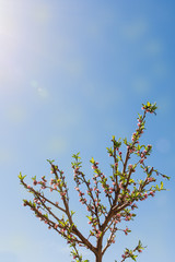 Spring sun and pech flowers