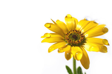 yellow African daisy and the drops in the white #2
