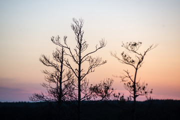 sunset over the forest in fog