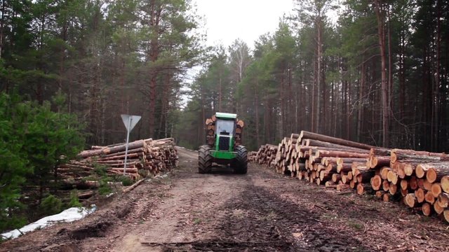 Pine timber logging by forwarder in the forest 