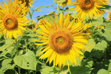 Obraz premium Sunflowers in nature