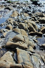Obraz premium Low tide, Fuerteventura, Canarian Islands, Spain