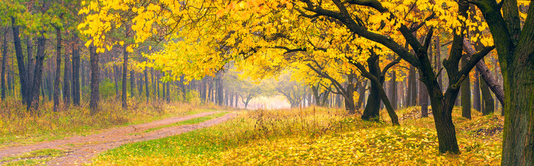 Obraz premium Autumn forest