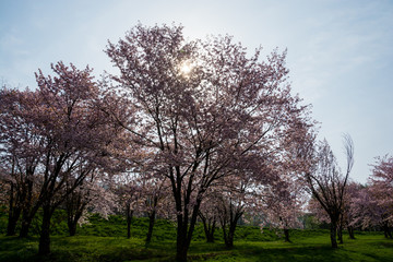 満開のサクラの木