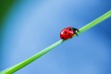 Ladybug on green gradd and blue background