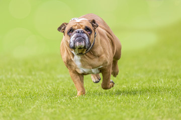 overweight running bulldog