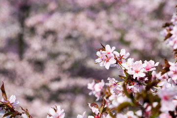 一面のサクラの花
