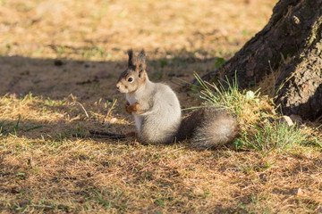 squirrel in autumn