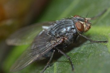 Fliegenmakro