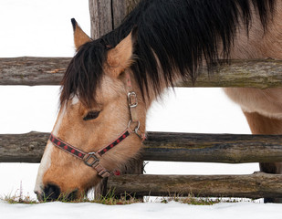 Horse on a snow graze grass