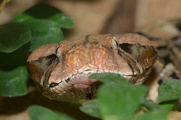 Gabunviper