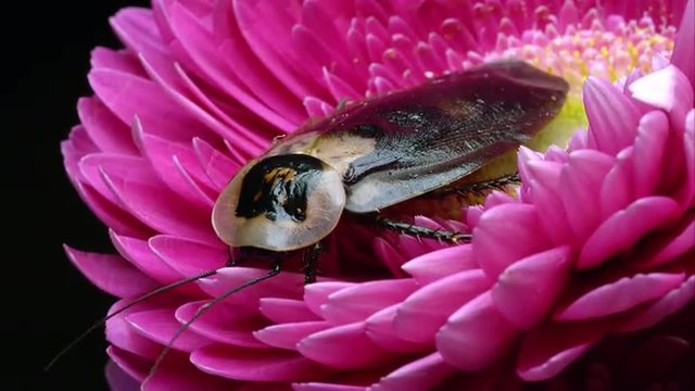 Death's Head Cockroach on a pink flower.