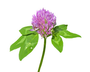 Red clower 3 © Valeriy Kirsanov