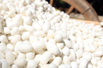 White silkworm cocoon