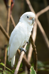 White parrot siting on the tree branch