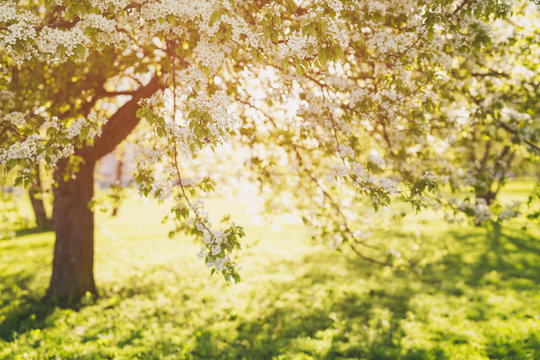 defocused bokeh background of apple garden with blossoming trees  in sunny day, vintage toned