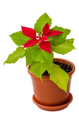 The poinsettia houseplant