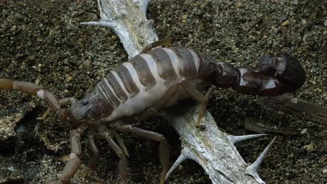 Transvaal Fat-tailed Scorpion crawling over a stick.