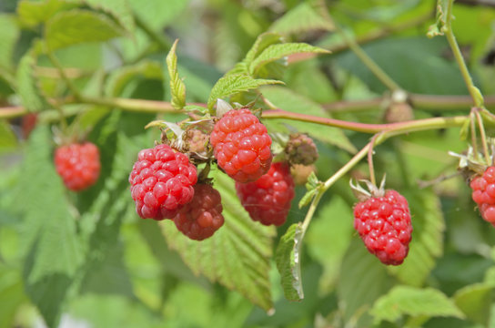 Branch of raspberry 3
