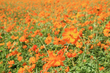 Background of bokeh orange Cosmos flowers