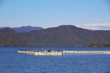 琵琶湖のエリ
