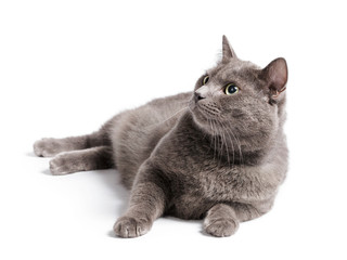 gray cat with green eyes lying on white background