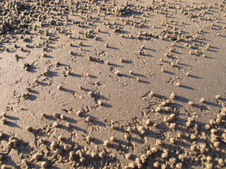 Sand Bubbler Crab Pellets - obrazy, fototapety, plakaty
