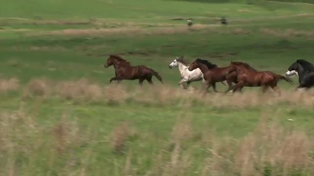 Wild horses running.