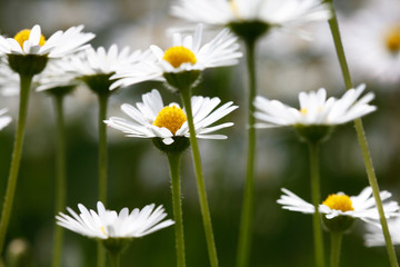 Obraz premium Blühende Gänseblümchen