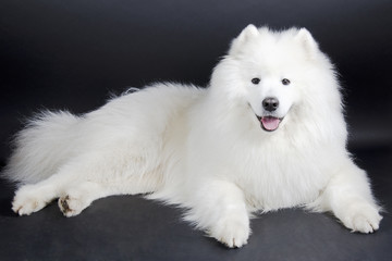 Beautiful smiling Samoyed dog (on a black background)