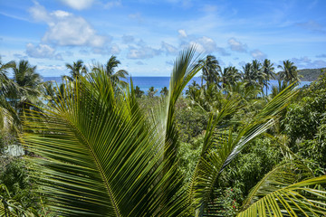 Beautiful palm tree view over Mantaray Island, Fiji