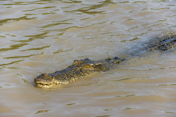 Saltwater crocodile in the Adelaide River, Kakadu National Park, Darwin, Australia