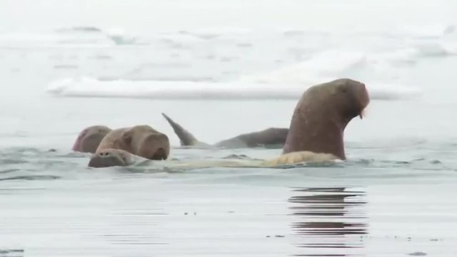 Walrus live in a natural ice habitat in the Arctic.