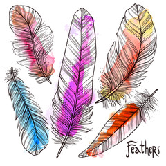 Hand drawn illustrations of feathers with watercolor splatters