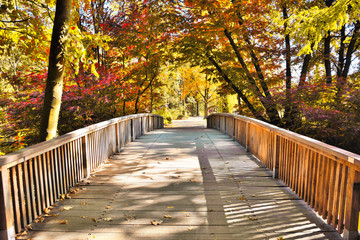 Fototapeta na wymiar Idyllic autumn scene, with golden evening sun and wooden footbridge over a little creek.