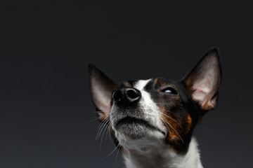 Closeup Portrait of Jack Russell Terrier Dog Looking up squints